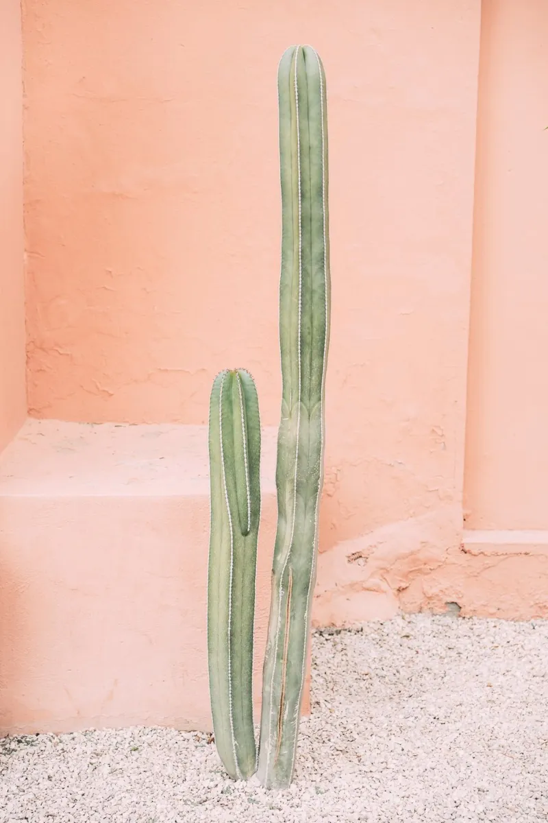 Cactus on Orange pellicola backlit da patiphotography
