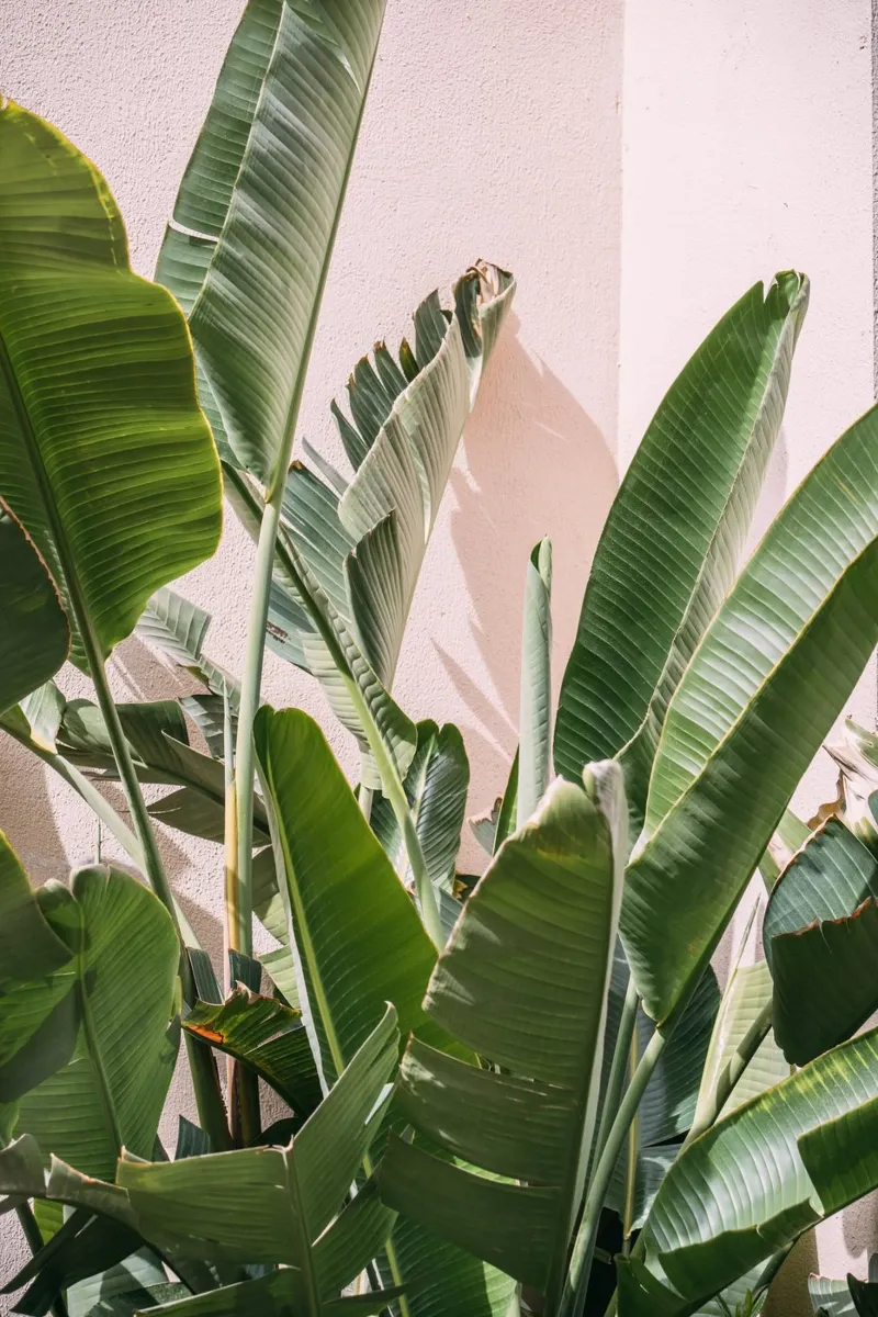 Palm Leaves Against Pink poster con telaio in legno da patiphotography
