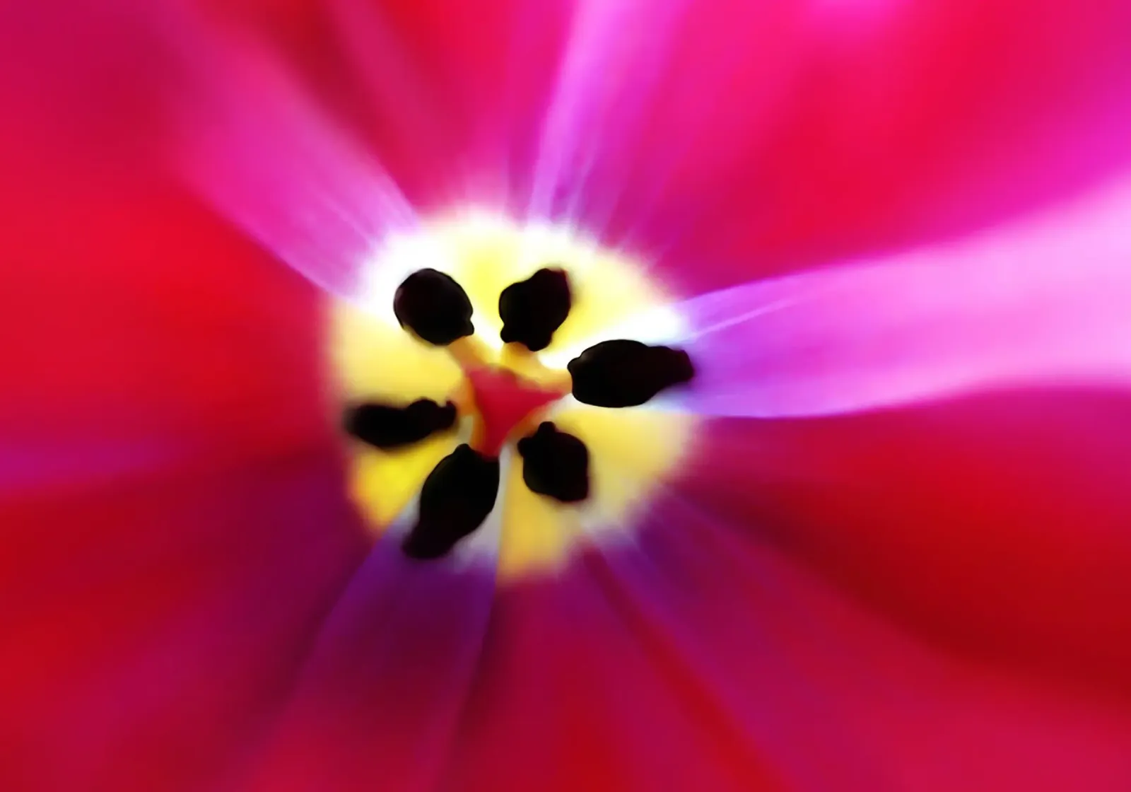 Tulip Intimacy poster met aluminium frame van menega sabidussi | moods