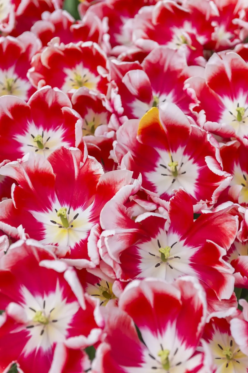 Striking Elegance: Red/White Tulips in Bloom canvas with Floater frame by Curious Collections by Marielle Leenders