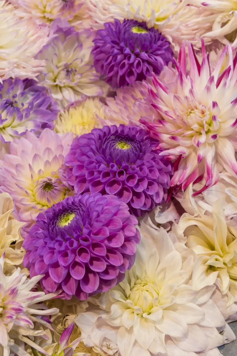 Una danza di dalie: Dalie rosa e viola pellicola backlit da Curious Collections by Marielle Leenders
