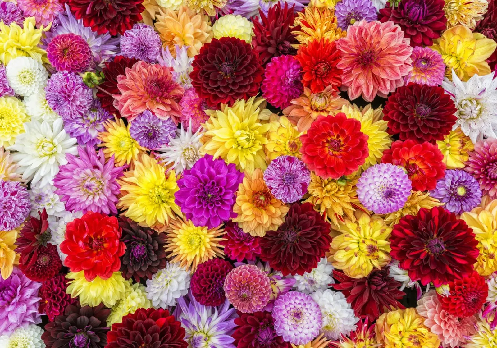 Une tapisserie vibrante : Mélange de dahlias en pleine floraison poster de Curious Collections by Marielle Leenders