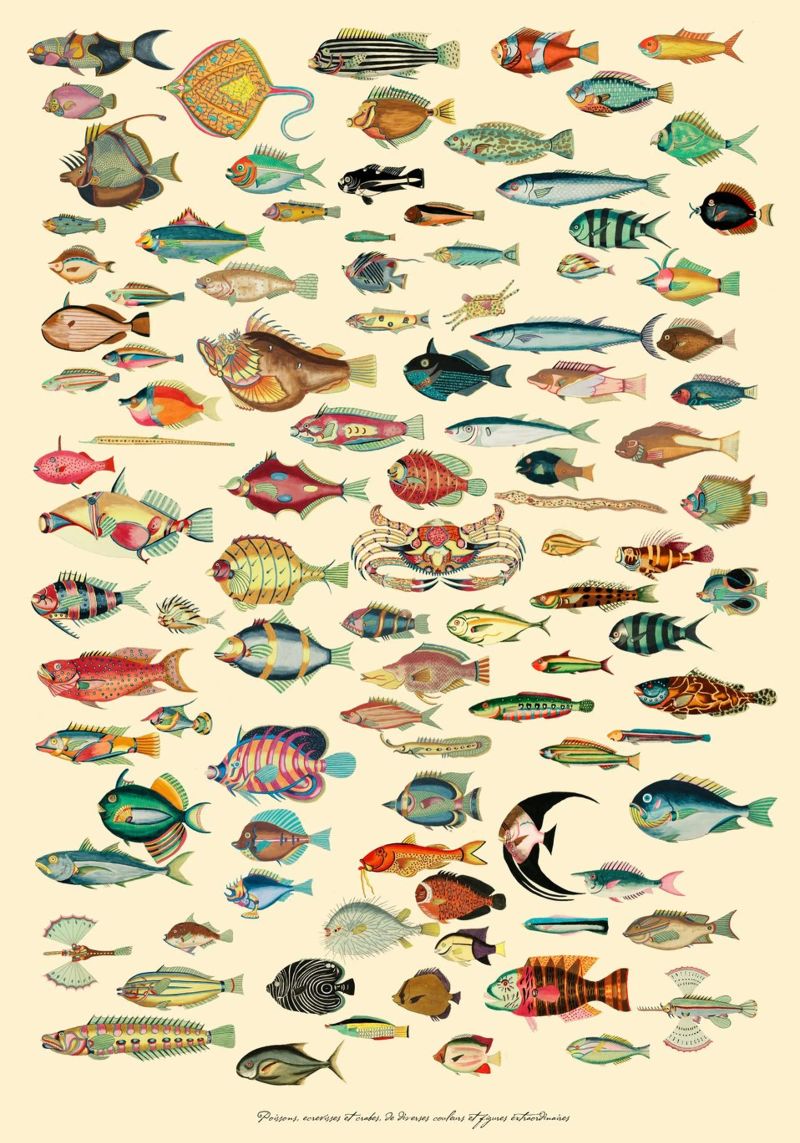 Sammlung antiker Fischillustrationen Poster von Mashtup