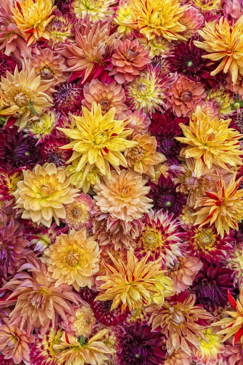 Un caleidoscopio di colori: un campo di dalia dai colori vibranti pellicola backlit da Curious Collections by Marielle Leenders