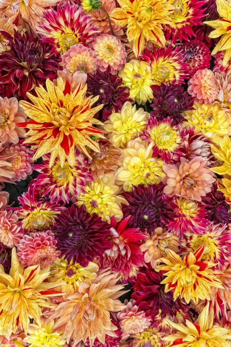 Abbondanza di fiori: Un caleidoscopio di dalie pellicola backlit da Curious Collections by Marielle Leenders