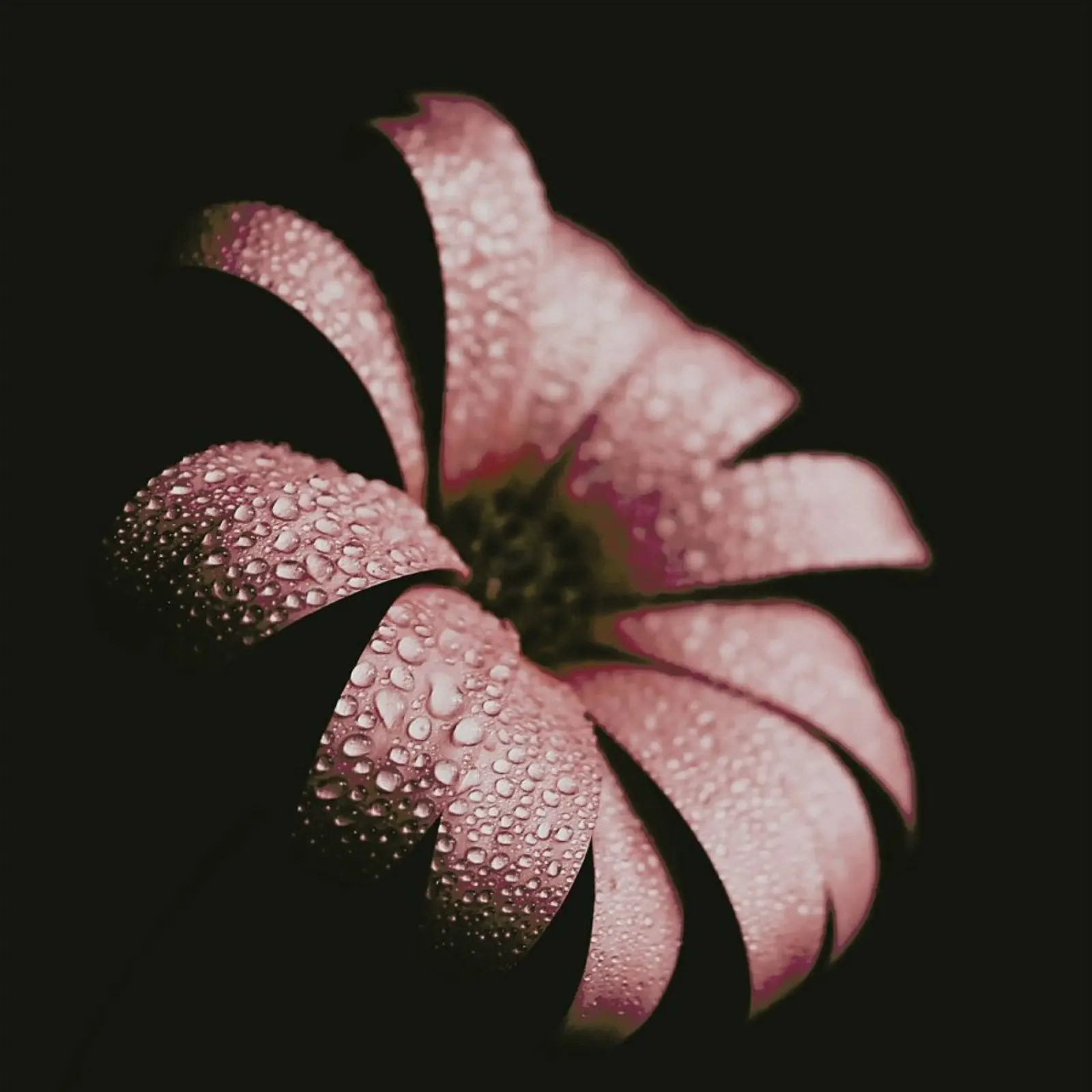Dusty Pink pellicola backlit da Ingrid Beddoes