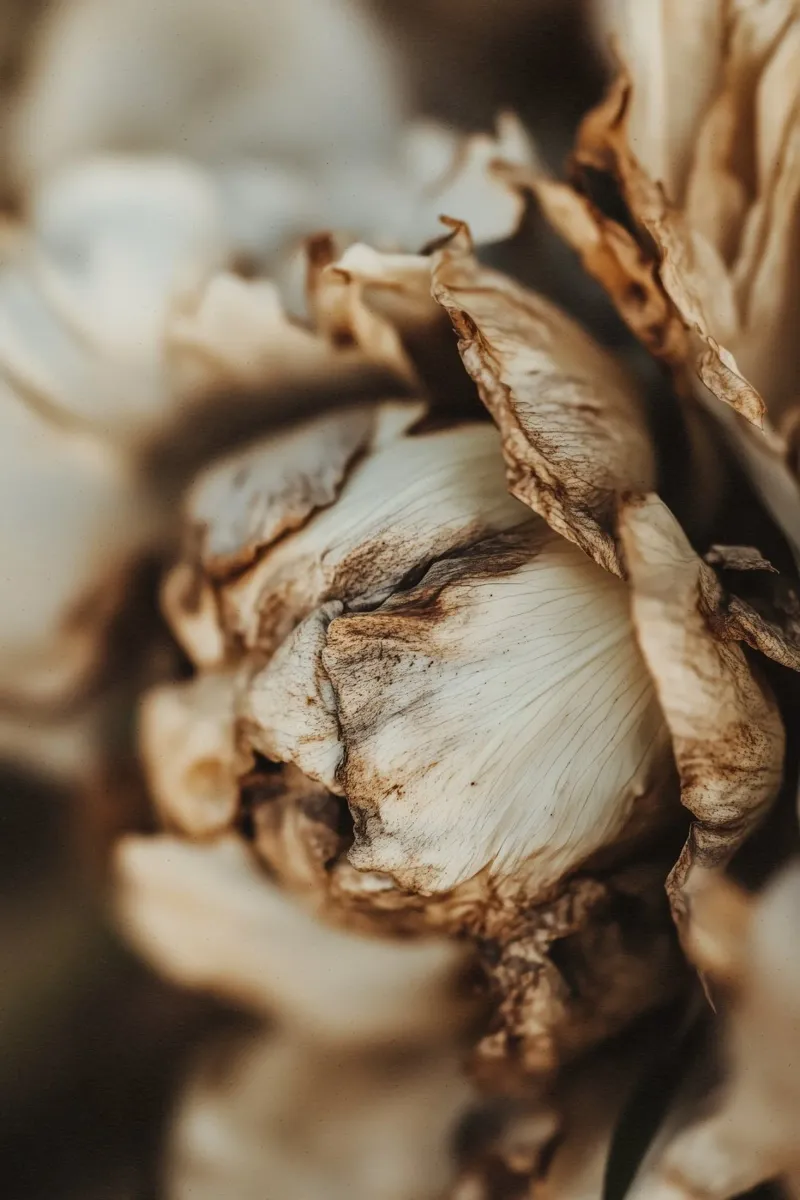 Dry Peony poster con telaio in alluminio da treechild