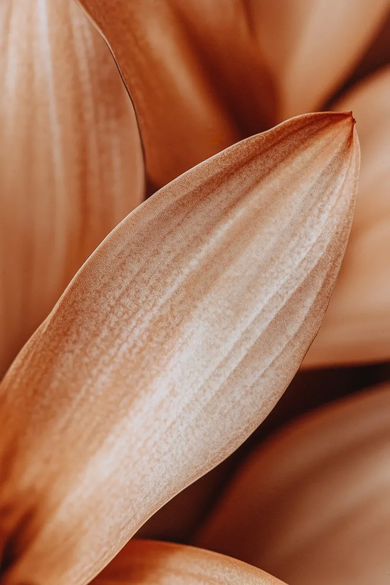 Leaf Detail pellicola backlit da treechild