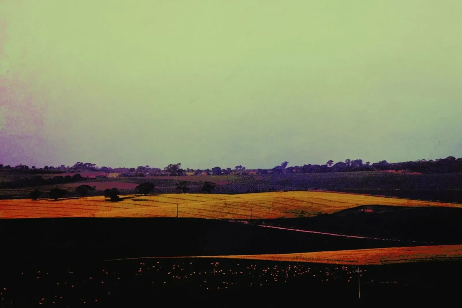 Canola in Concordia pellicola backlit da Emma Zoe Brew