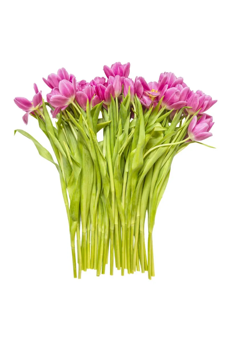 Un tocco di bellezza: Un bouquet di tulipani rosa pellicola backlit da Curious Collections by Marielle Leenders