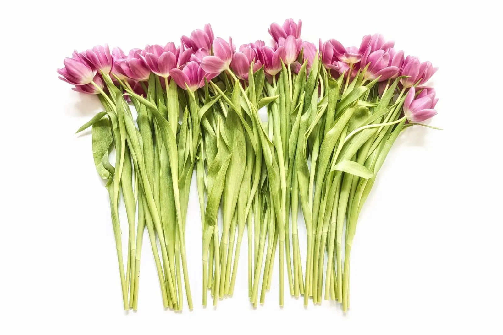 Un bouquet di tulipani rosa pellicola backlit da Curious Collections by Marielle Leenders