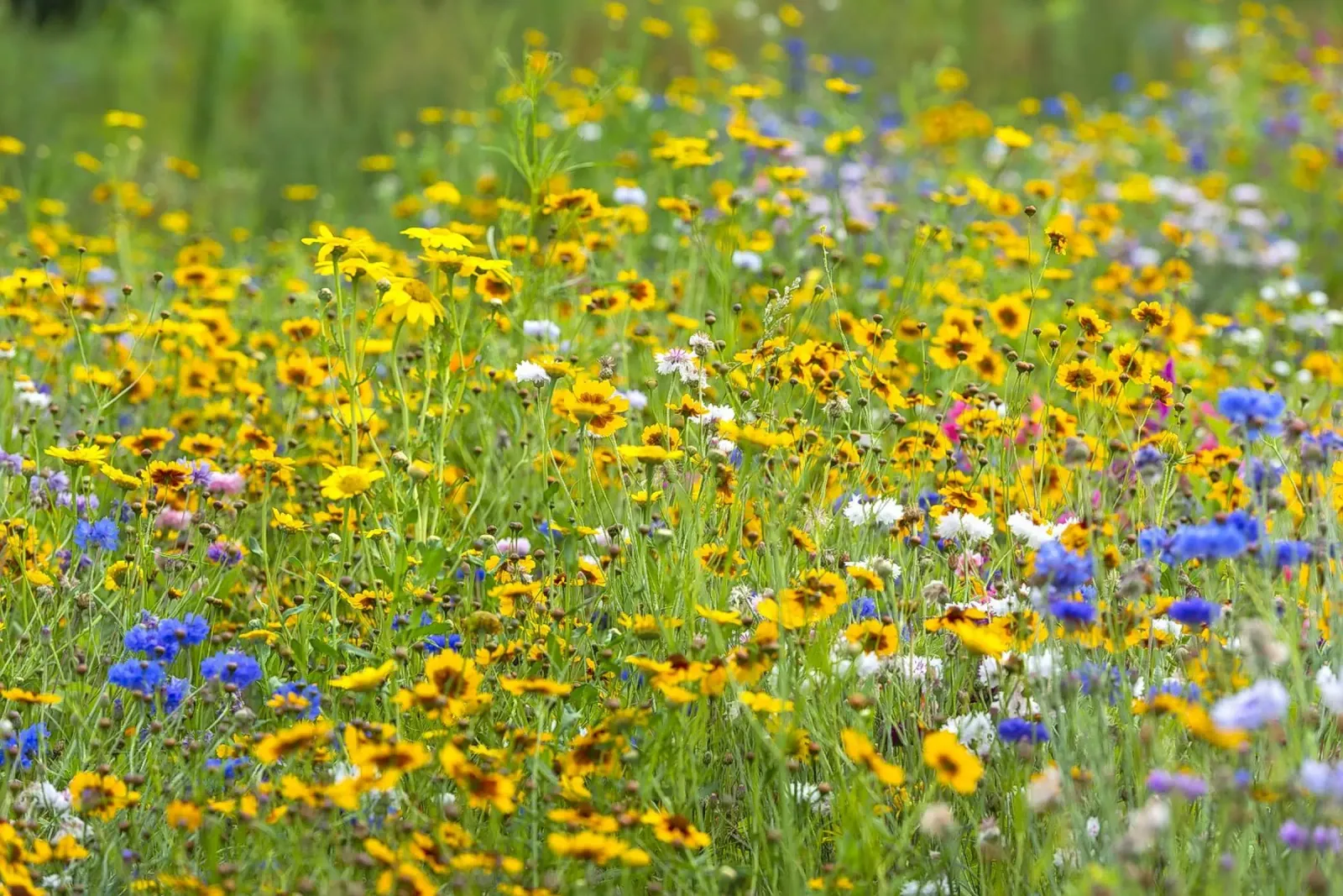 Un prato di meraviglie: Un campo vibrante di fiori selvatici carta hahnemühle da Curious Collections by Marielle Leenders
