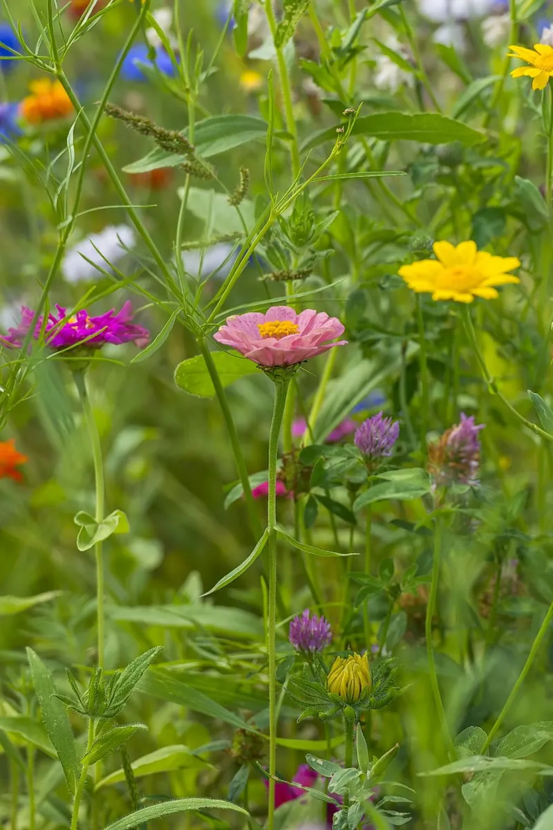 Fiori in fiore: Zinnia rosa tra i fiori di campo pellicola backlit da Curious Collections by Marielle Leenders