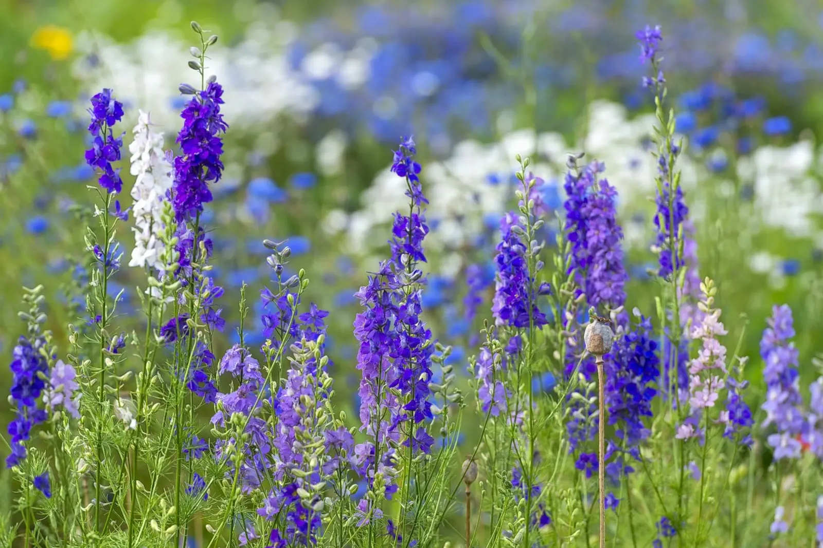 Un mare di serenità: Campo di delphinium viola pellicola backlit da Curious Collections by Marielle Leenders