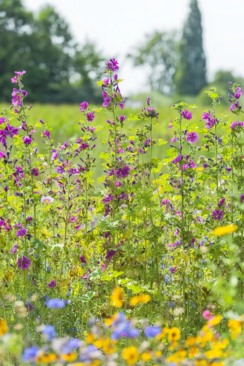 Un campo di bellezza: Fiori di Malva in fiore pellicola backlit da Curious Collections by Marielle Leenders