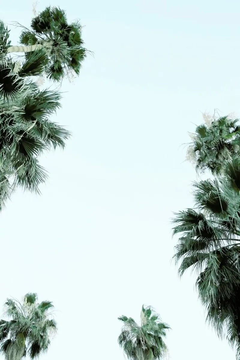 Palm Springs pellicola backlit da Shot By Clint
