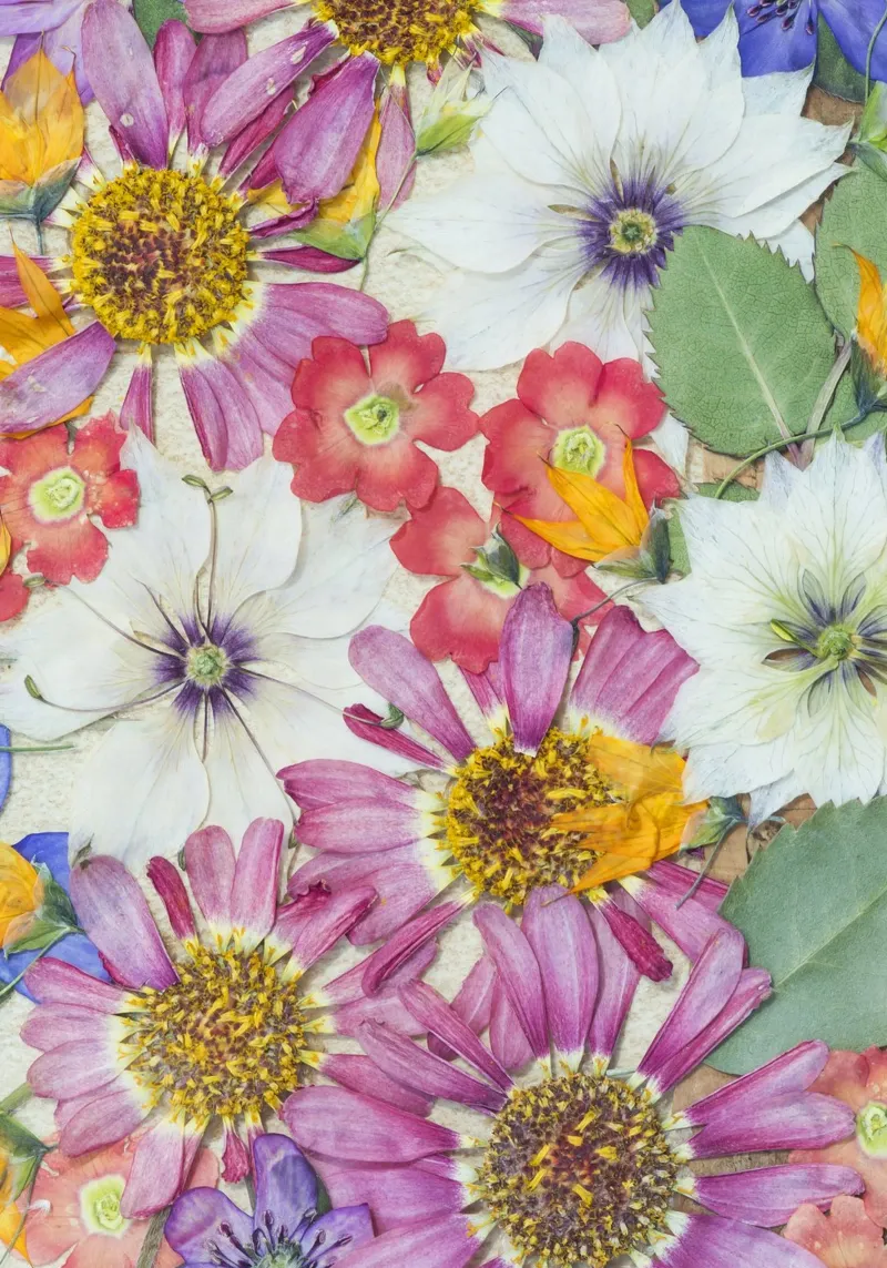 Timeless Elegance: Dried and Pressed Flowers canvas with Floater frame by Curious Collections by Marielle Leenders