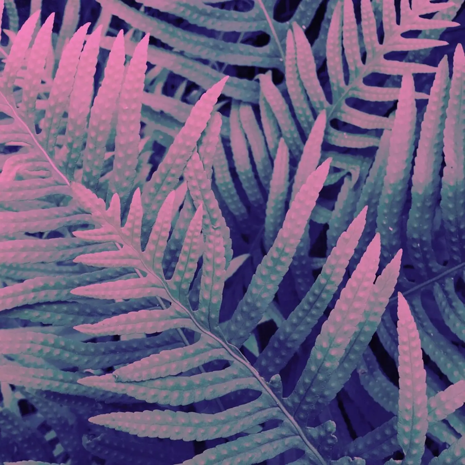 Ferns pellicola backlit da cafelab