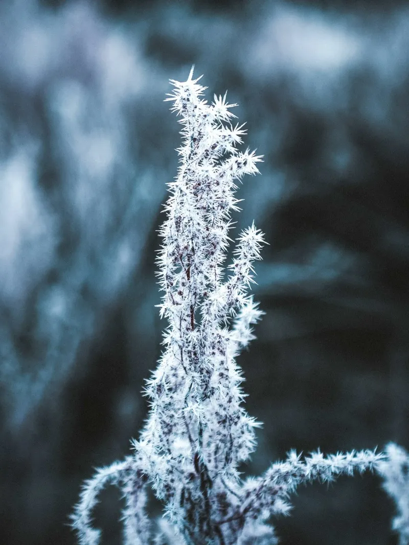 Gefrorene Pflanze – Winterliches Naturmotiv Hahnemühle von Whole©