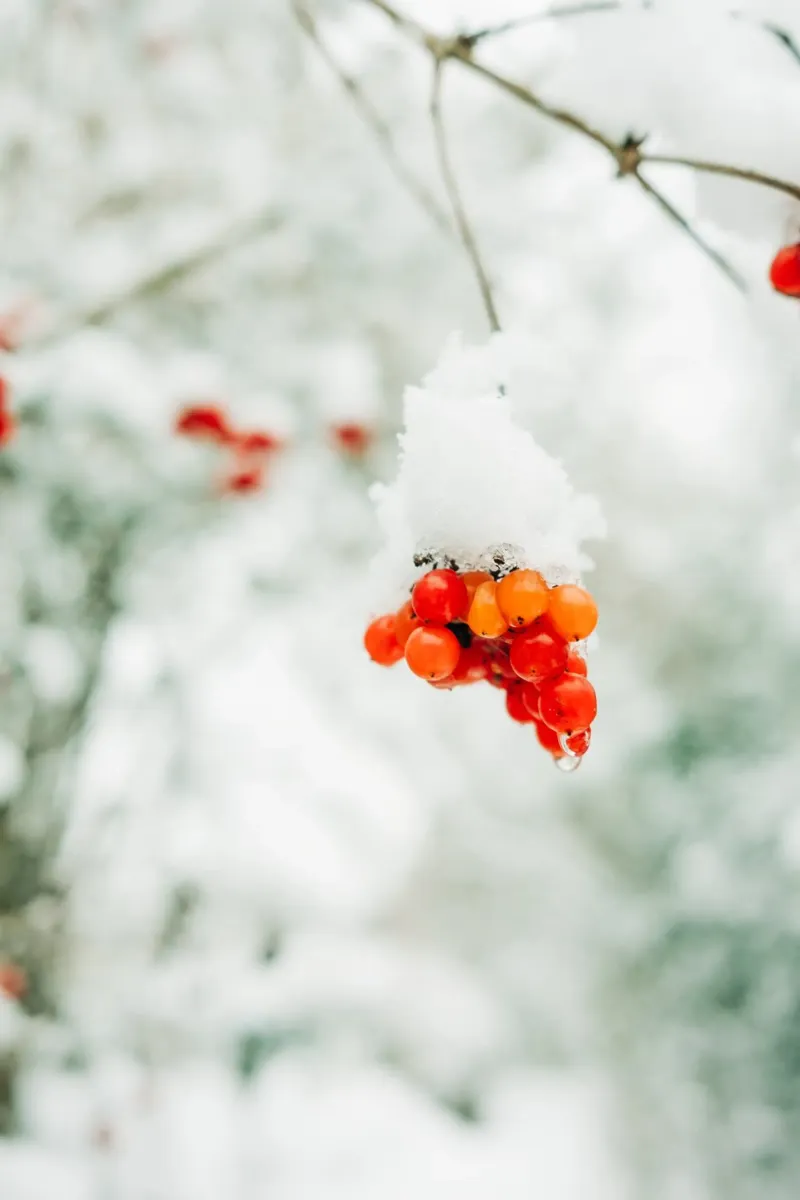 Bacche rosse invernali con neve per gli amanti della natura e dell'inverno poster con telaio in plastica da Bold and Retro