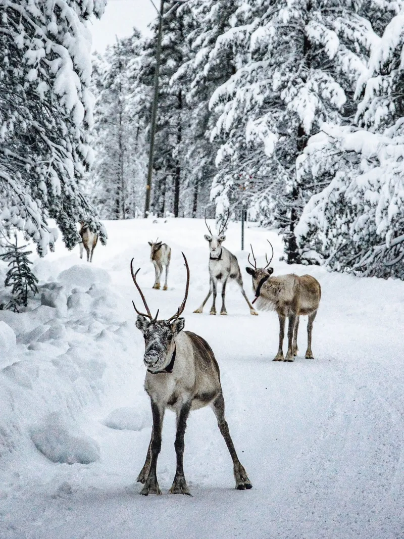 Rendieren in de sneeuw - Winter dierenmotief canvas met Baklijst van Whole©