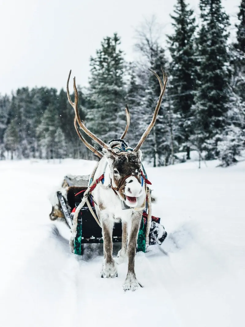 Slitta di renne nella neve - motivo invernale nordico poster con telaio in plastica da Whole©