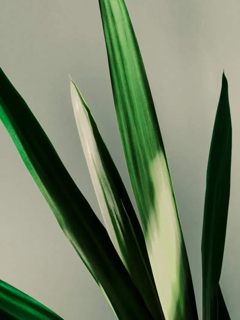 Green Leaves pellicola backlit da Sebastian Hilgetag