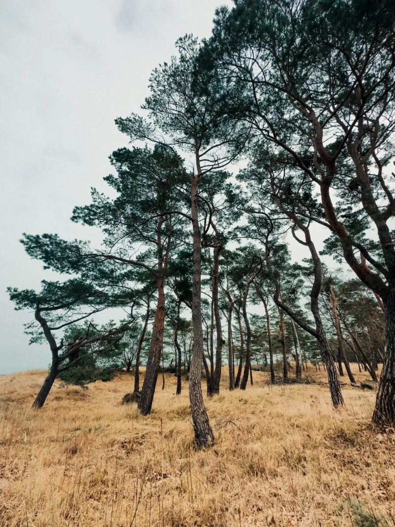 Woodland Beauty poster with aluminum frame by Sebastian Hilgetag