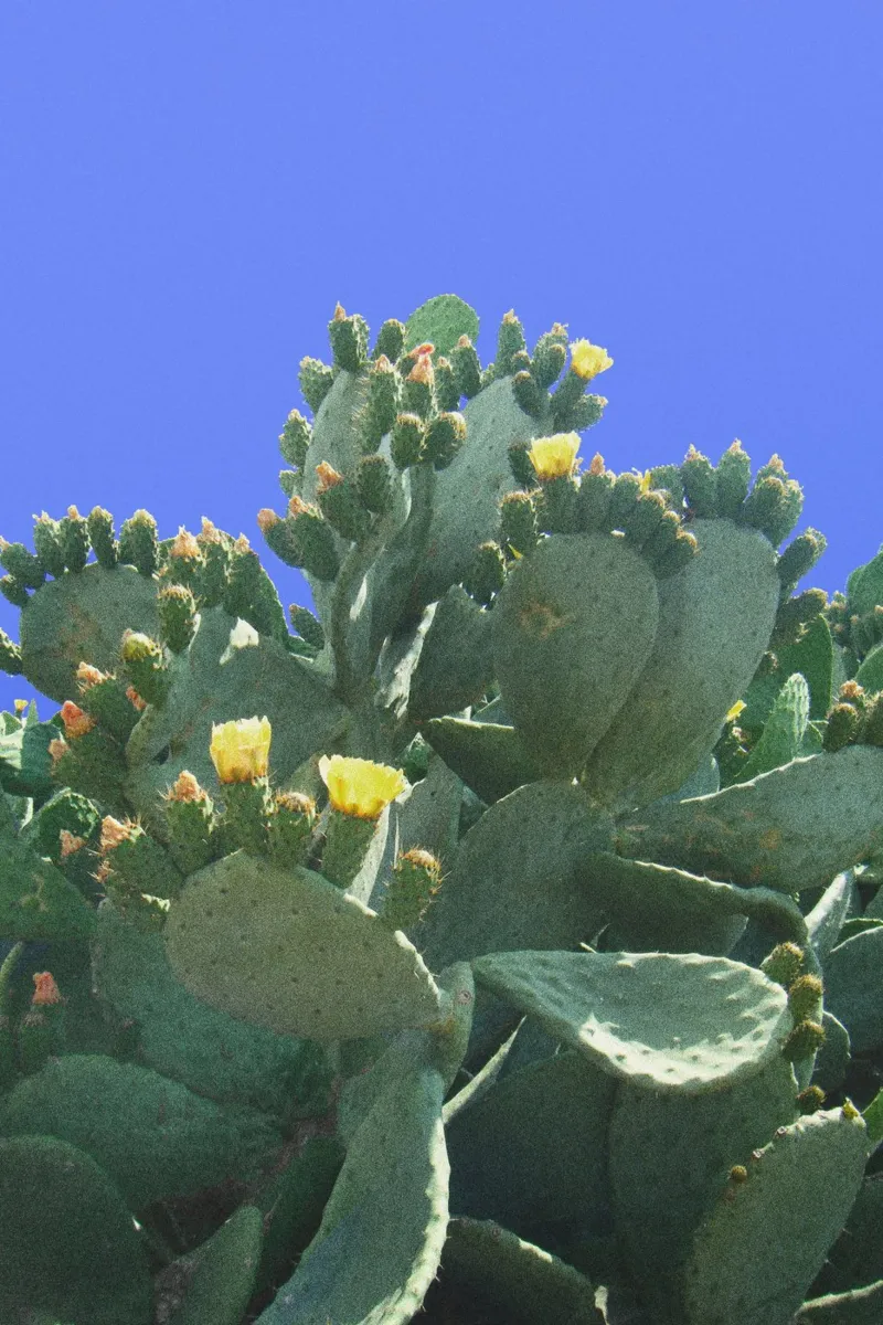Cactus con fiori su sfondo blu carta hahnemühle da Lisa Jureczko Arts Illustration