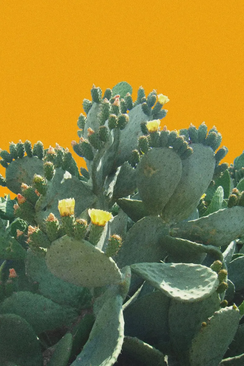 Cactus con fiori su sfondo giallo senape pellicola backlit da Lisa Jureczko Arts Illustration
