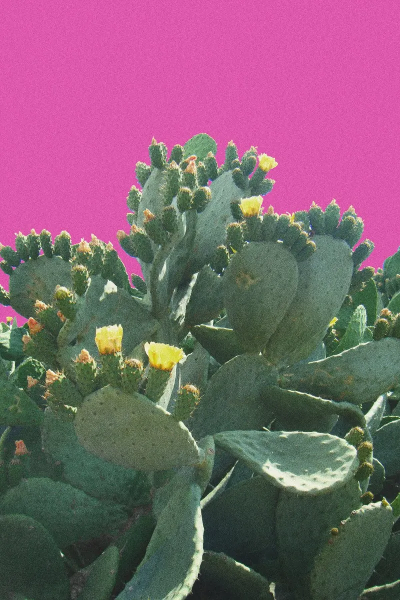 Cactus con fiori su sfondo rosa pellicola backlit da Lisa Jureczko Arts Illustration