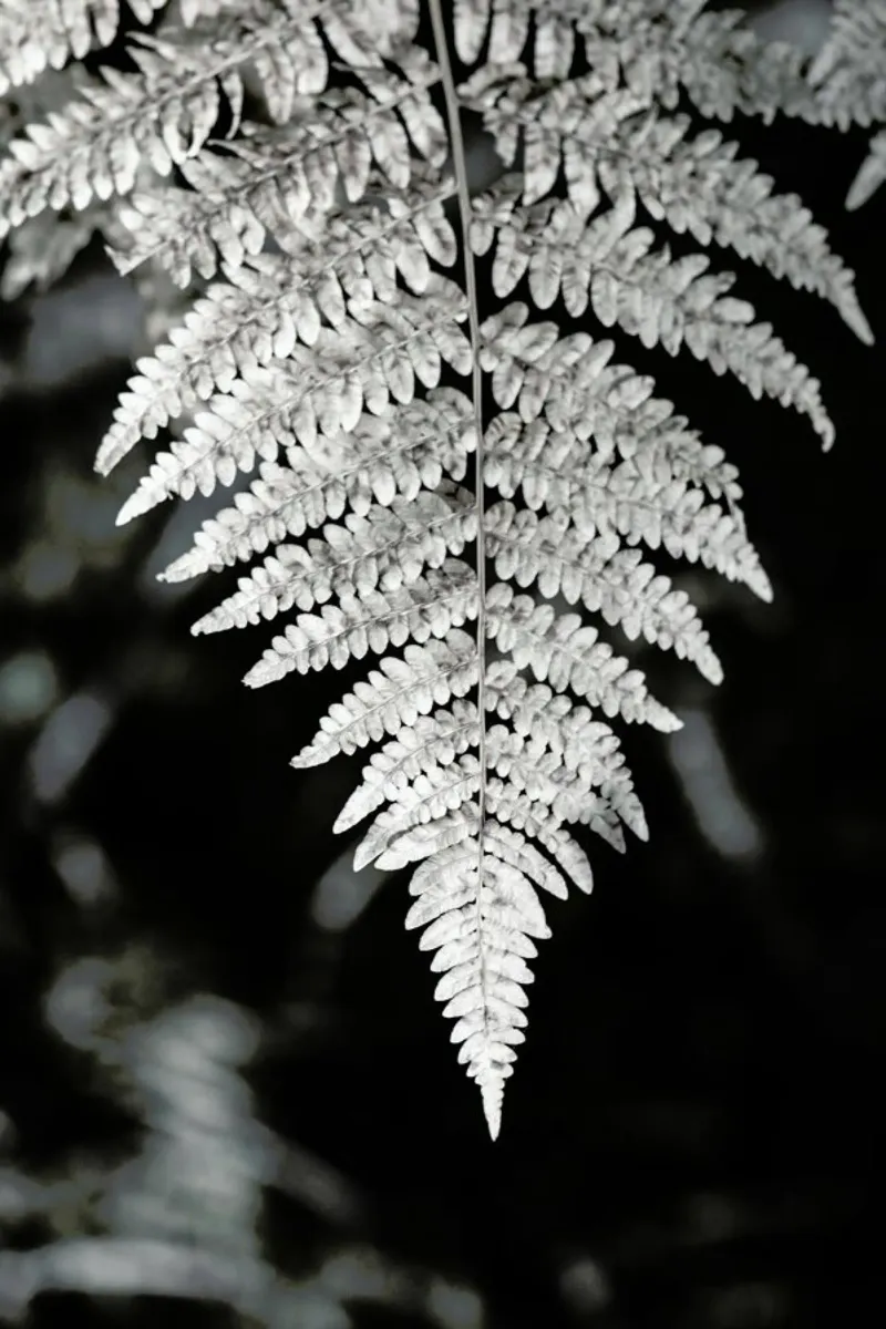 Fern pellicola backlit da Studio Nahili