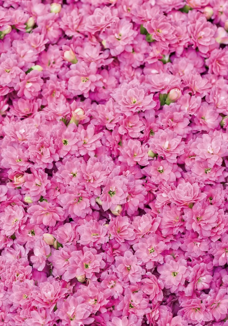 Dolce e grazioso: Adorabili piccoli fiori rosa poster con telaio in legno da Curious Collections by Marielle Leenders