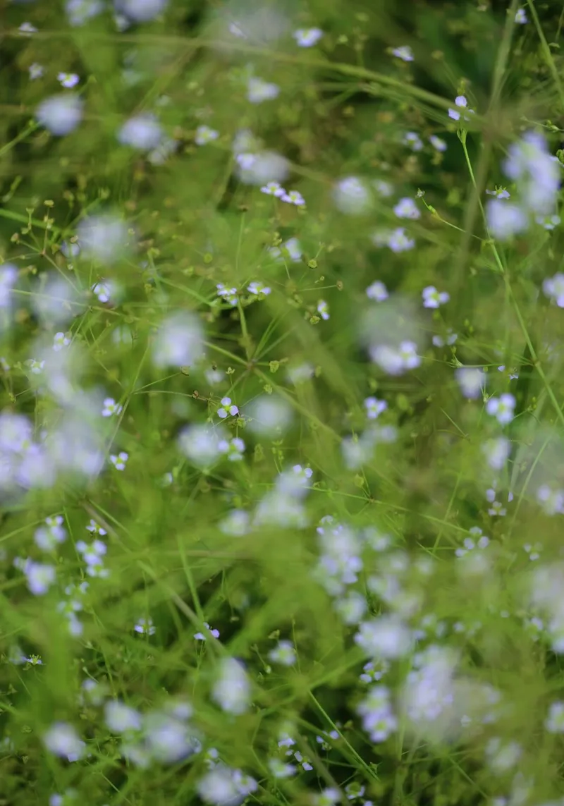 Elegant Blue Baby's Breath – Airy and Timeless acrylic glass by Curious Collections by Marielle Leenders