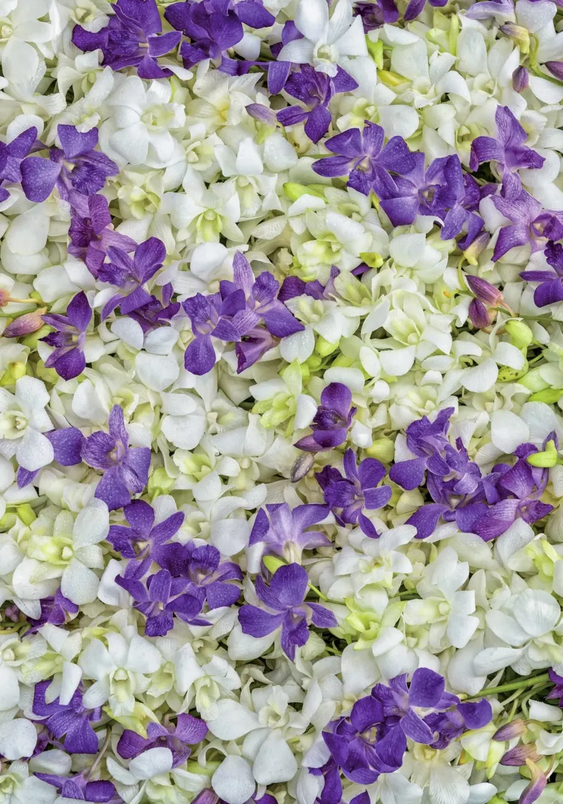Un tocco di eleganza: Letto di orchidee bianche e viola poster da Curious Collections by Marielle Leenders