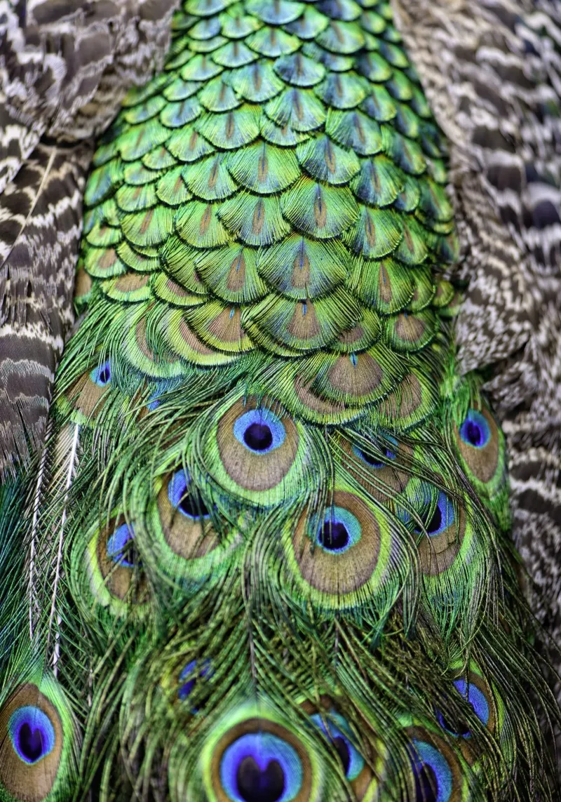 Peacock Feathers – Nature's Vibrant Masterpiece pellicola backlit da Curious Collections by Marielle Leenders
