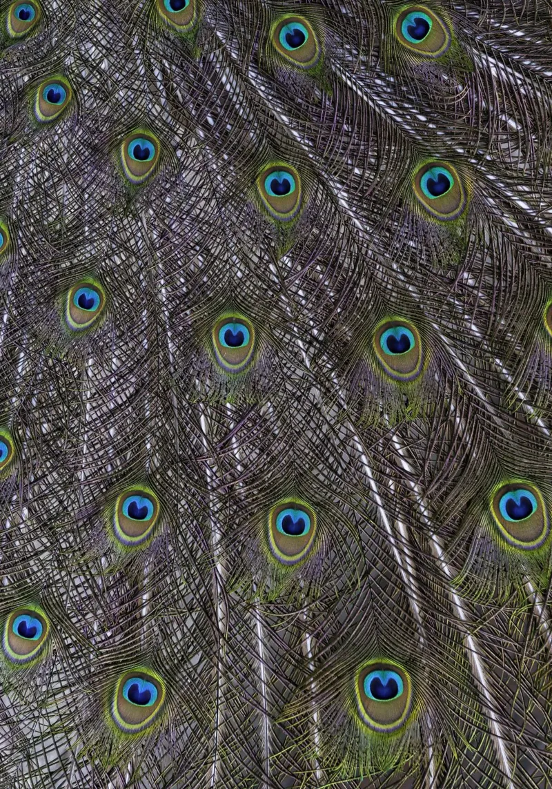 Splendide piume di pavone - Un tocco di eleganza reale alluminio dibond da Curious Collections by Marielle Leenders