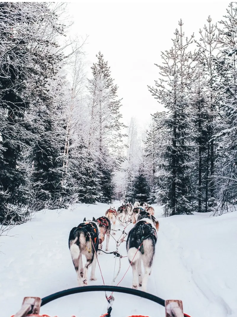 Hondenslee avontuur winter ontwerp canvas met Baklijst van Whole©