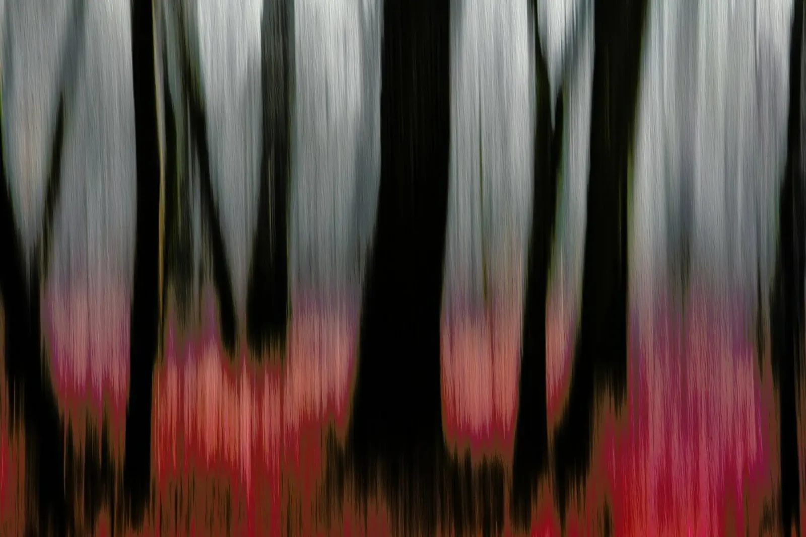Red Wood - Gilbert Claes carta hahnemühle da Pictufy