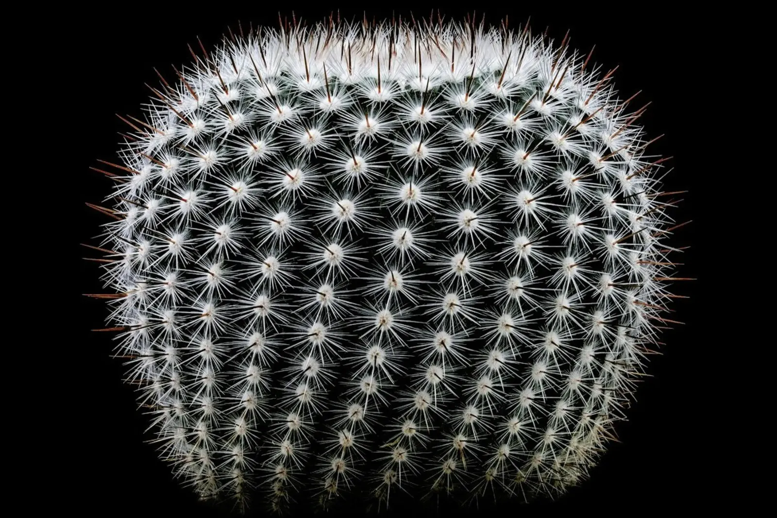 Notocactus Scopa - Victor Mozqueda poster con telaio in plastica da Pictufy