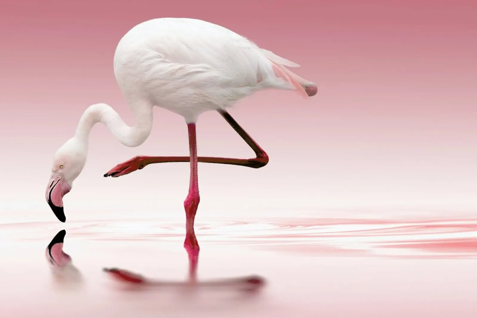 Flamingo Doris Reindl alluminio dibond da Pictufy