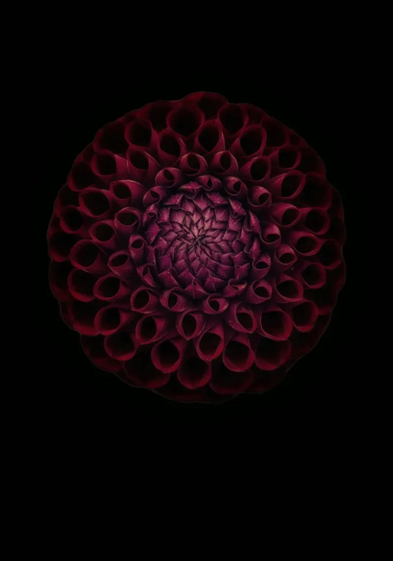 Dahlia rouge foncé velouté - Une déclaration d'élégance audacieuse plexiglas de Curious Collections by Marielle Leenders