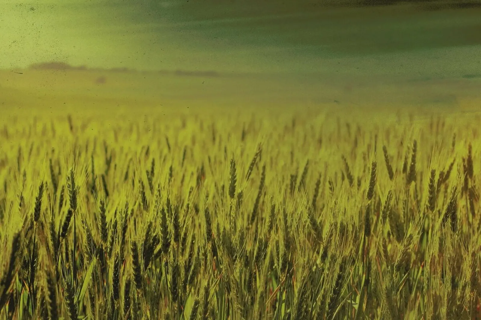Wheat in Concordia pellicola backlit da Emma Zoe Brew