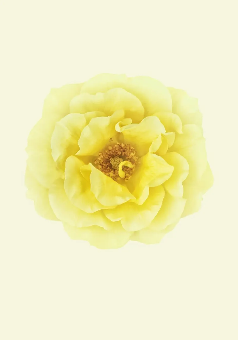 Une floraison d'une douce élégance : La rose jaune hahnemühle de Curious Collections by Marielle Leenders