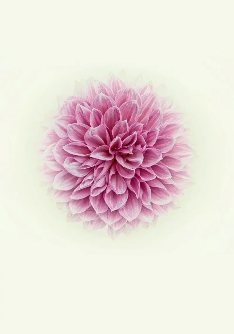 Grace and Tranquility in Bloom - Serene Pink Dahlia Hahnemühle von Curious Collections by Marielle Leenders