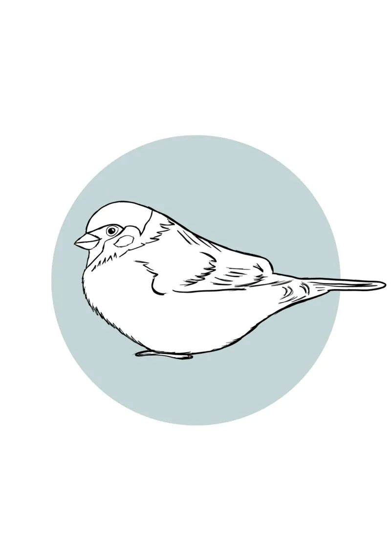 Spatz carta hahnemühle da BAINAI