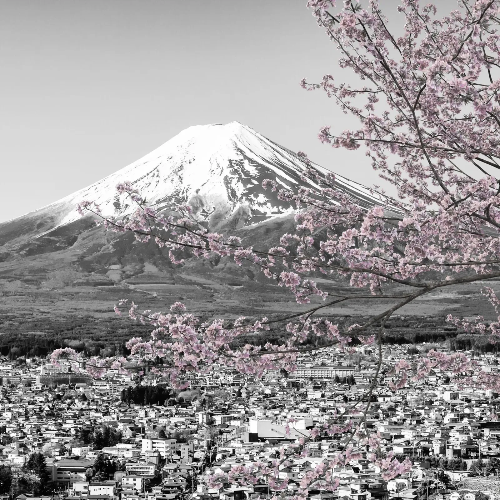 Incantevole vista del Fuji durante la fioritura dei ciliegi | colourkey alluminio dibond da Melanie Viola