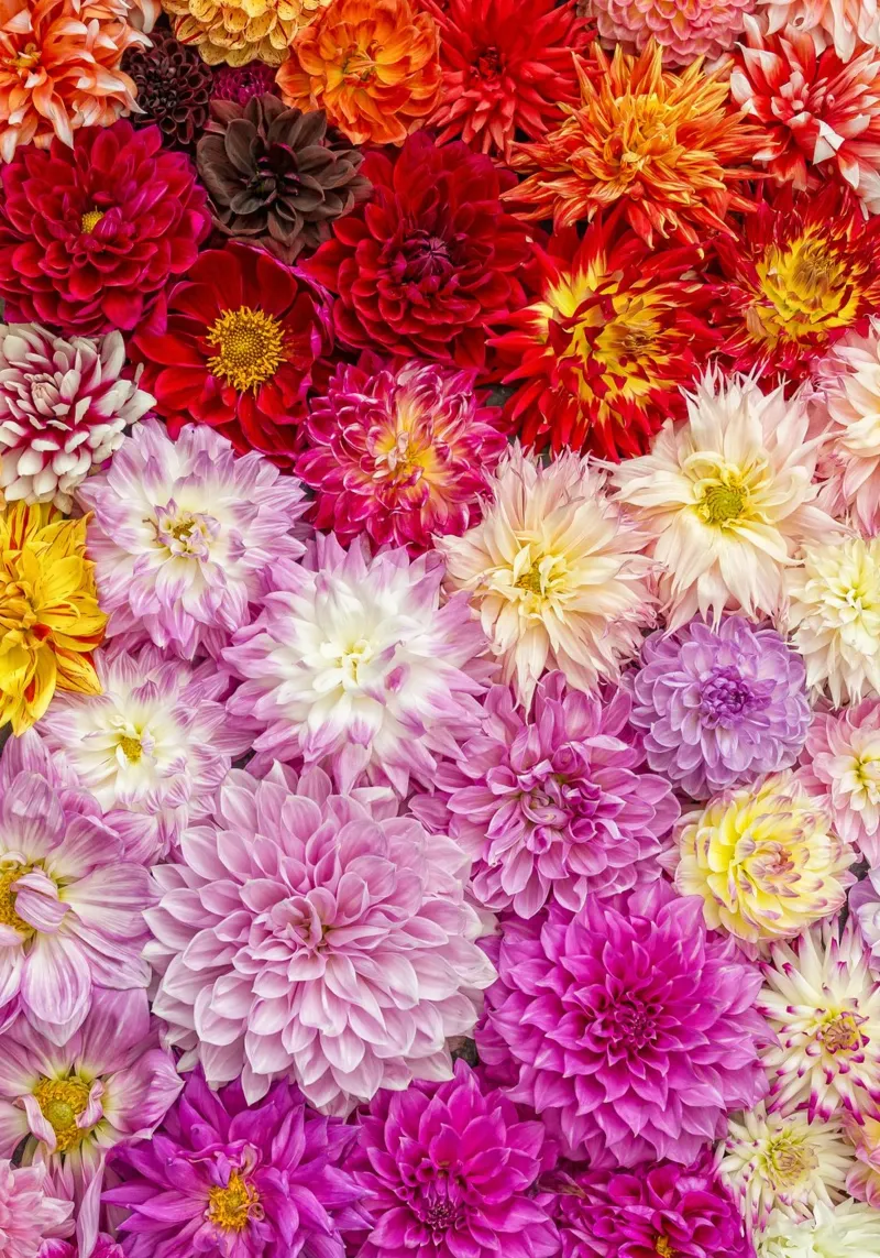 A Symphony of Elegance and Color - Beautiful Dahlias canvas with Floater frame by Curious Collections by Marielle Leenders