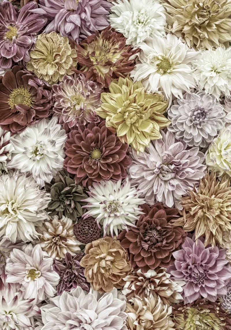 Soft Elegance in Bloom - Dalias en colores pastel metacrilato de Curious Collections by Marielle Leenders