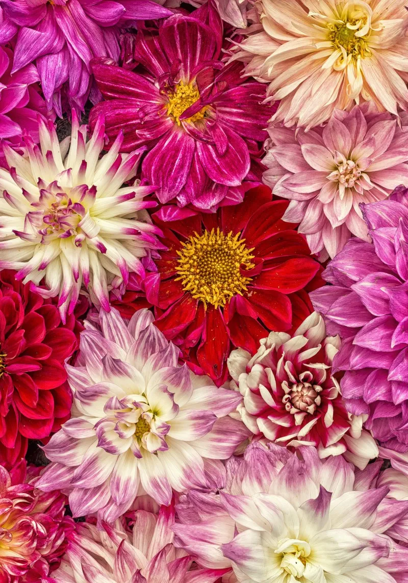 Perfección rosa - Dalias de color rosa intenso lámina retroiluminada de Curious Collections by Marielle Leenders
